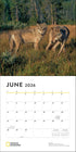 NATIONAL GEOGRAPHIC: WOLVES 2026 WALL CALENDAR